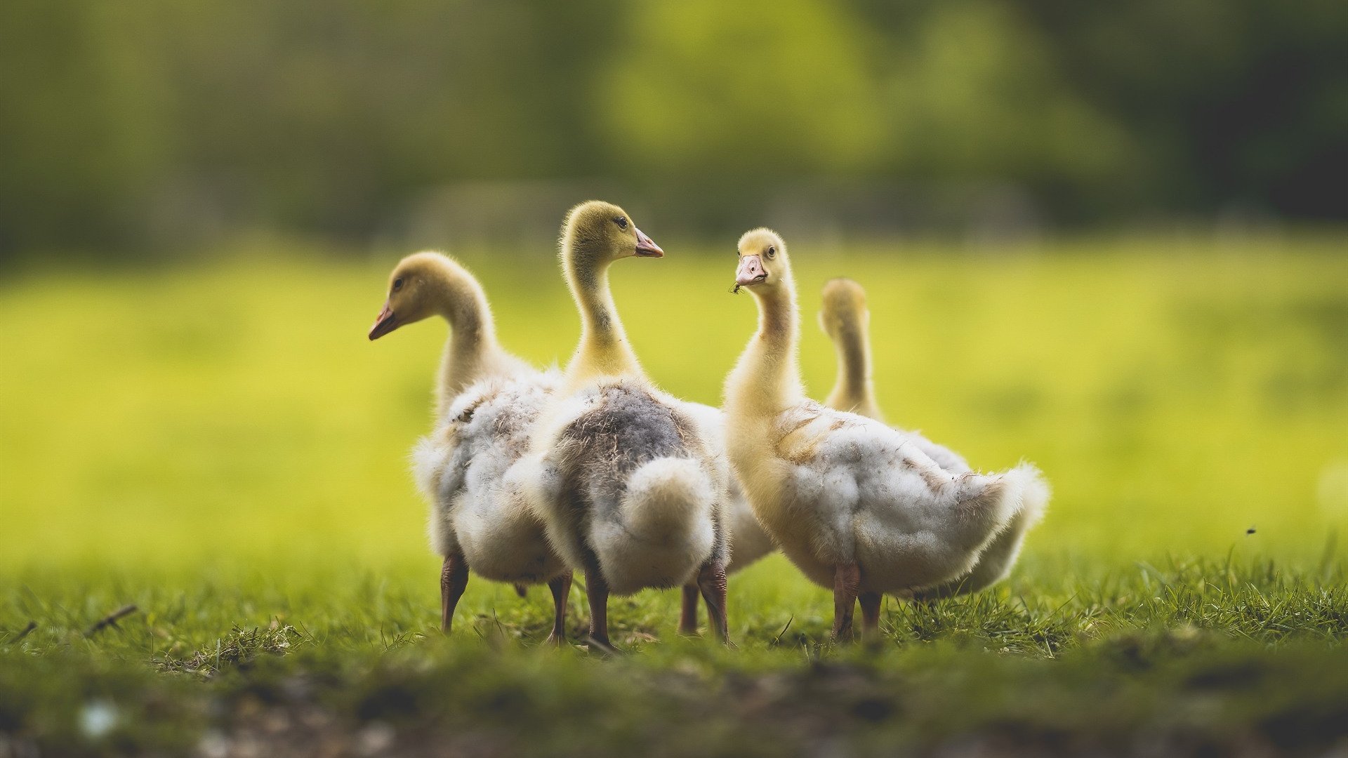火力压制与关键先生,伊朗战术纪律与京多安决定性作用解析